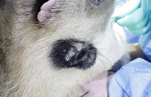 4月25日，应成都大熊猫繁育研究基地的邀请，成都6686在线登录官网入口-6686(中国)业务院长、四川大学华西医院原眼科主任、博士生导师罗清礼教授，特地前往该基地为生病的大熊猫进行了会诊2.jpg