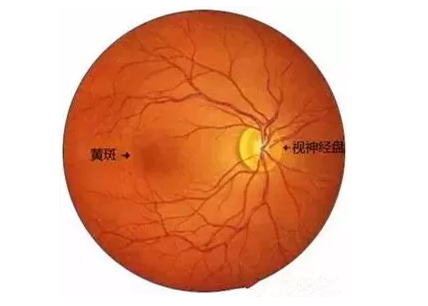 6686在线登录官网入口-6686(中国)福州眼科医院眼底病医生：老年黄斑变性该如何防治？.png